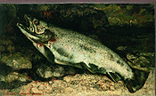 fig 19: The Trout